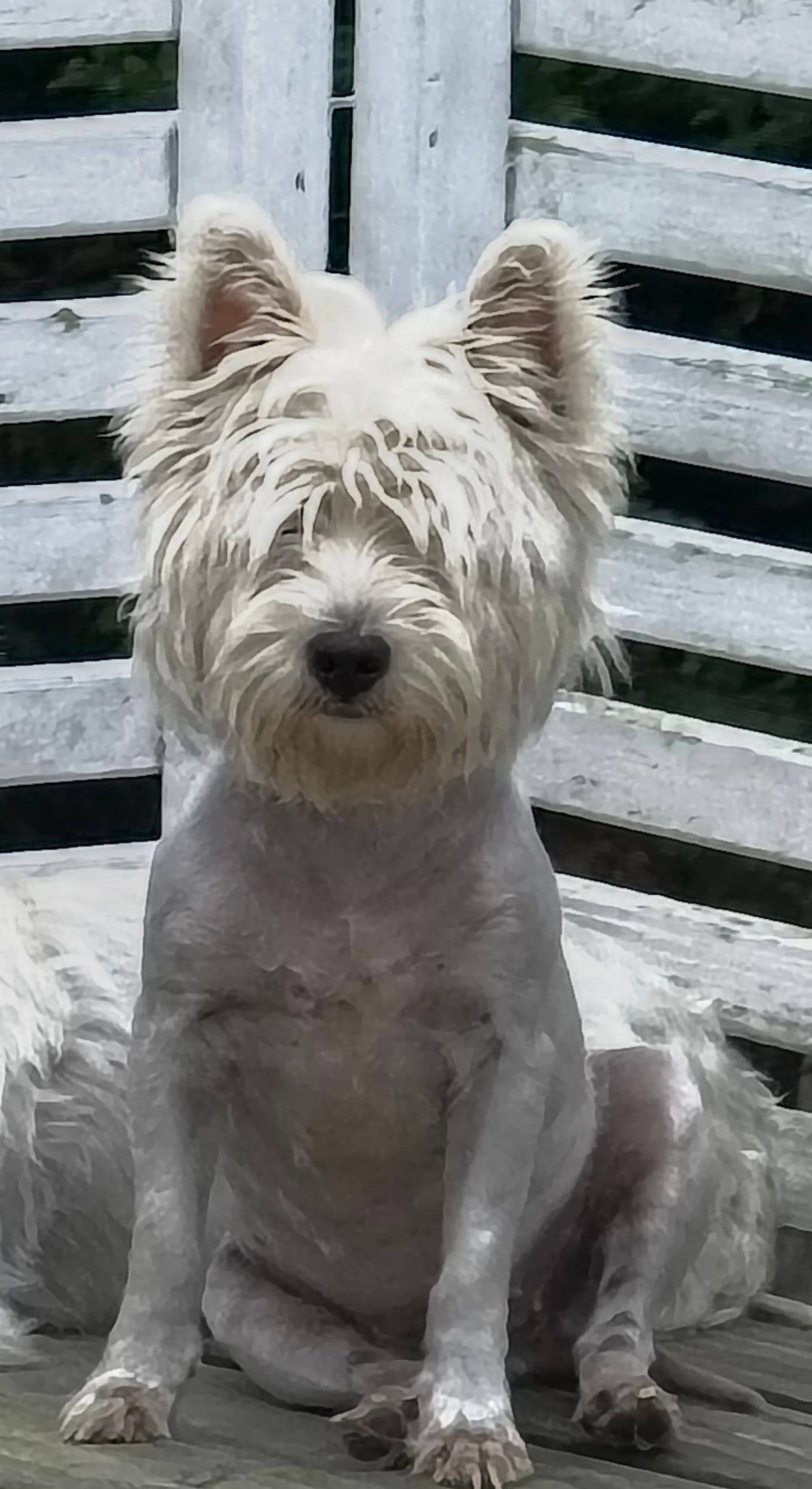 West highland white terrier