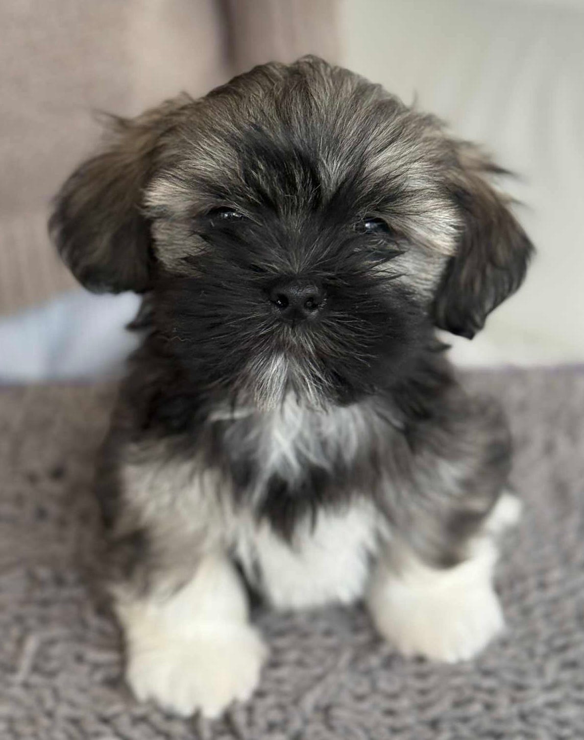 Lhasa apso