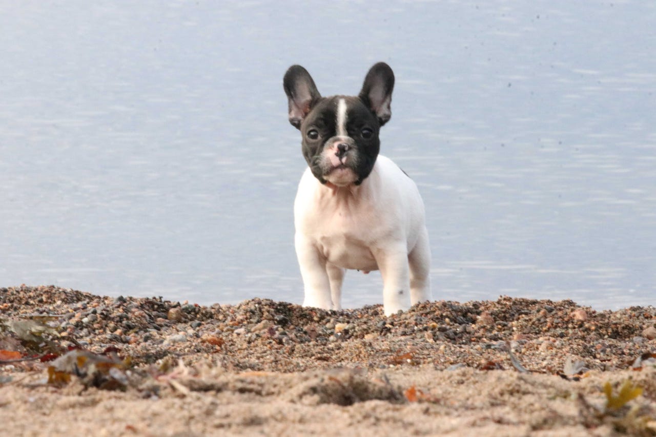 Fransk bulldog