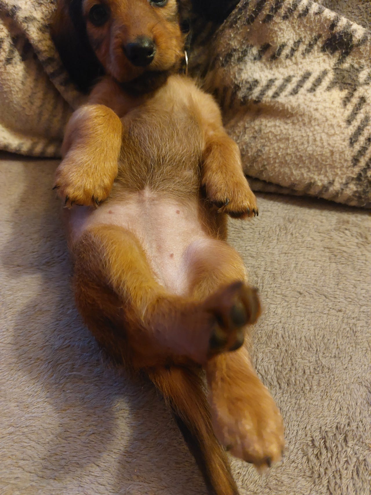 Dachshund langhåret