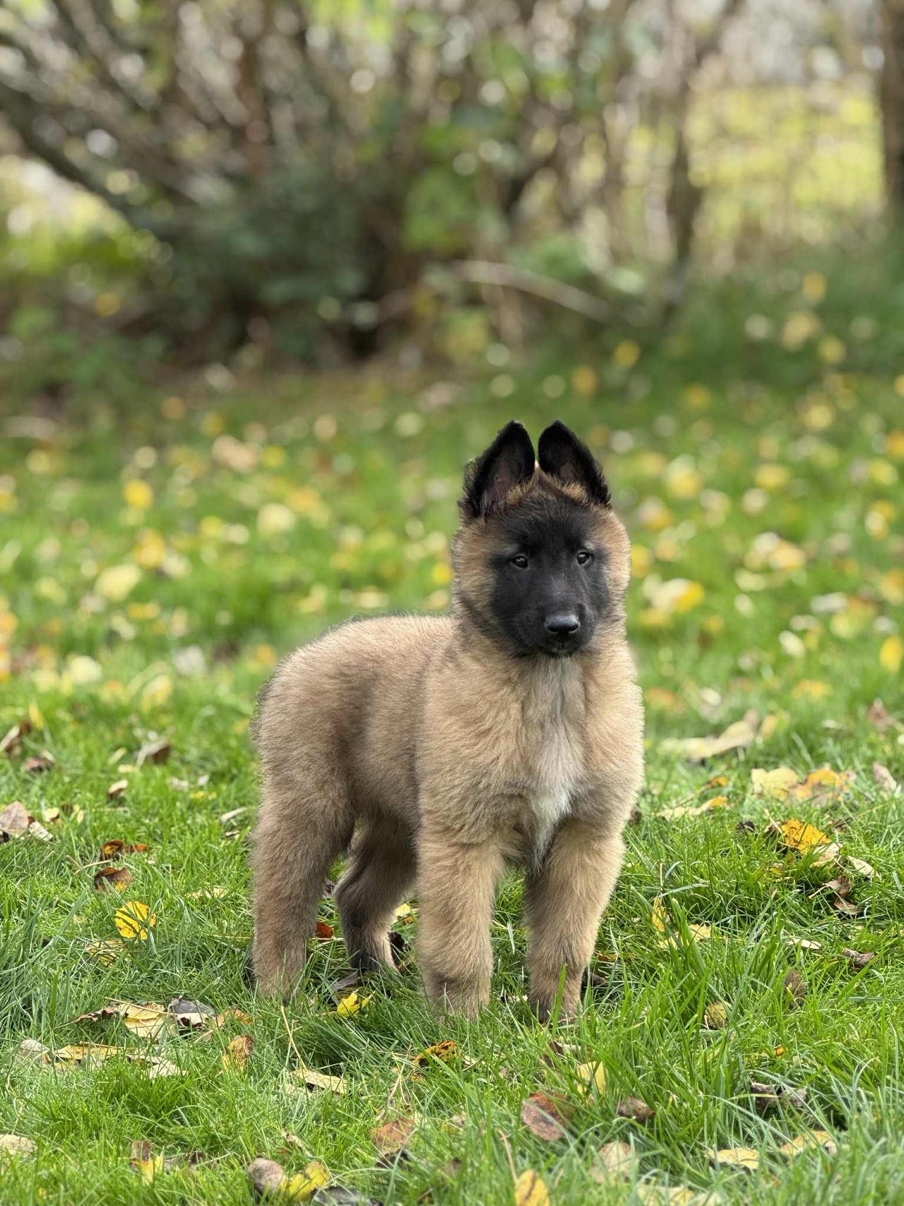 Belgisk fårehund, tervueren
