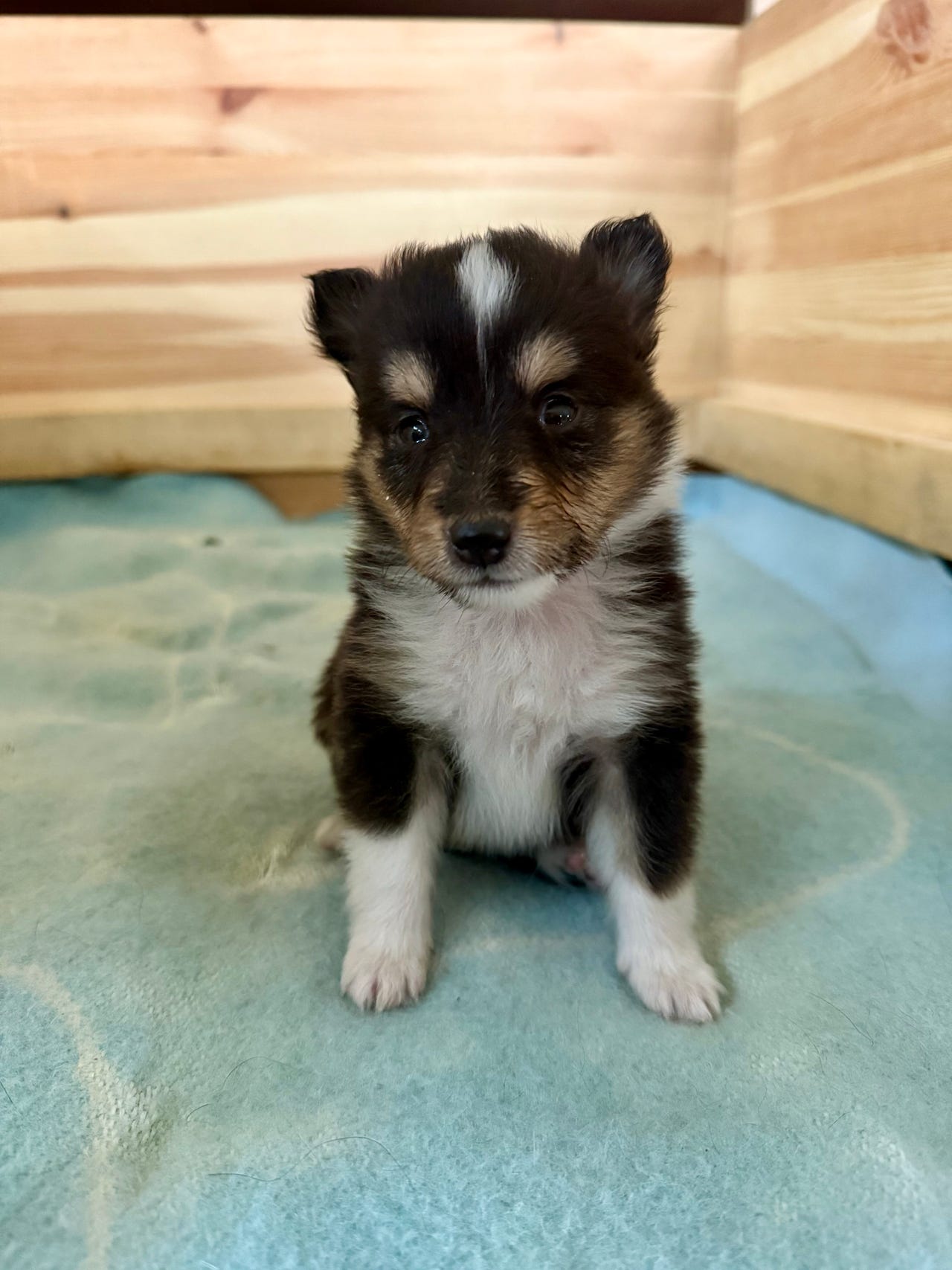 Shetland sheepdog