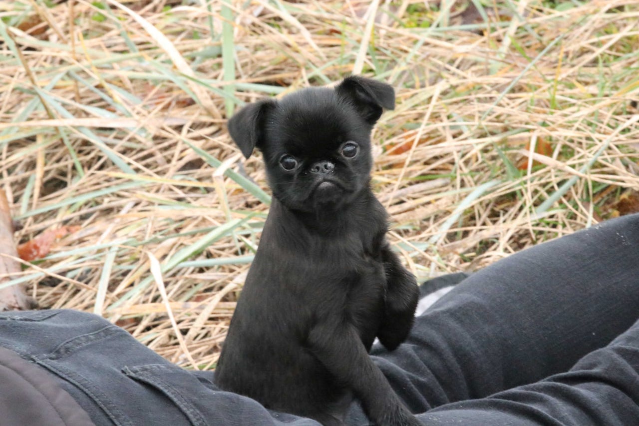 Petit brabancon