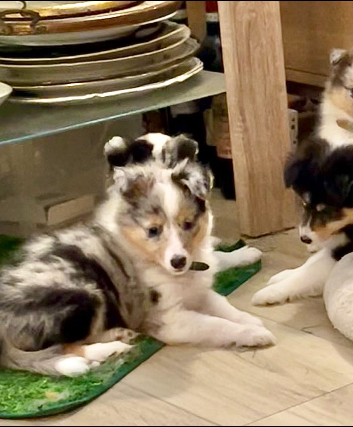 Shetland sheepdog