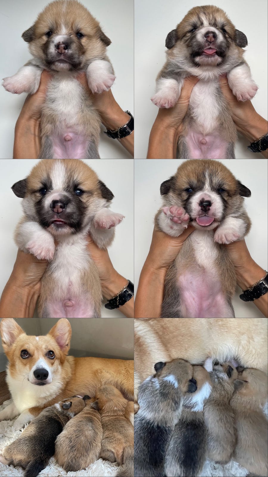 Welsh corgi pembroke