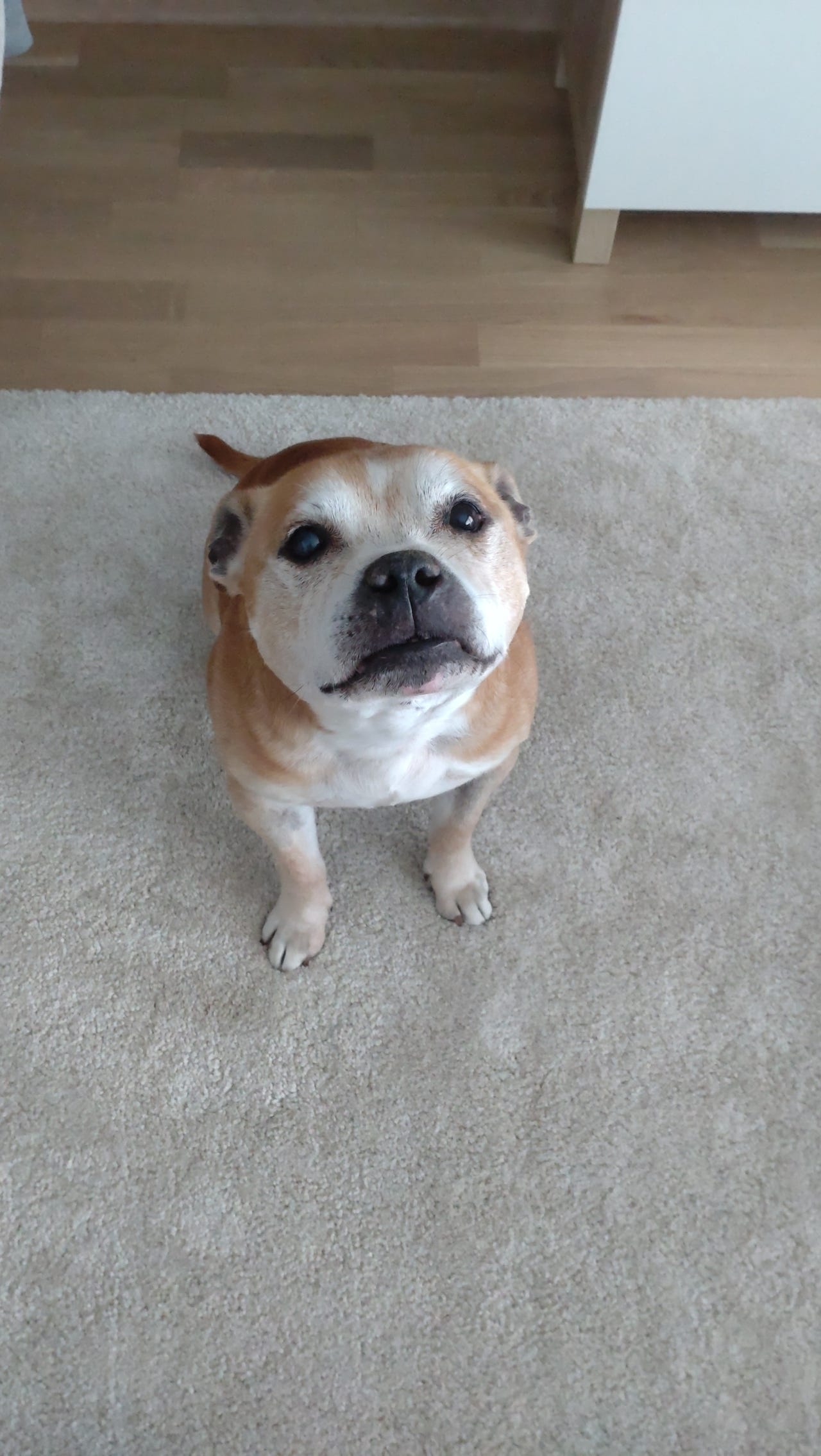 Staffordshire bull terrier