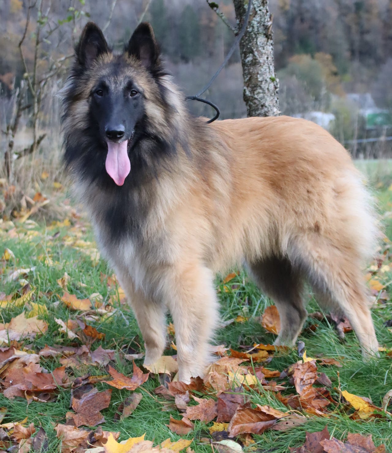 Belgisk fårehund, tervueren