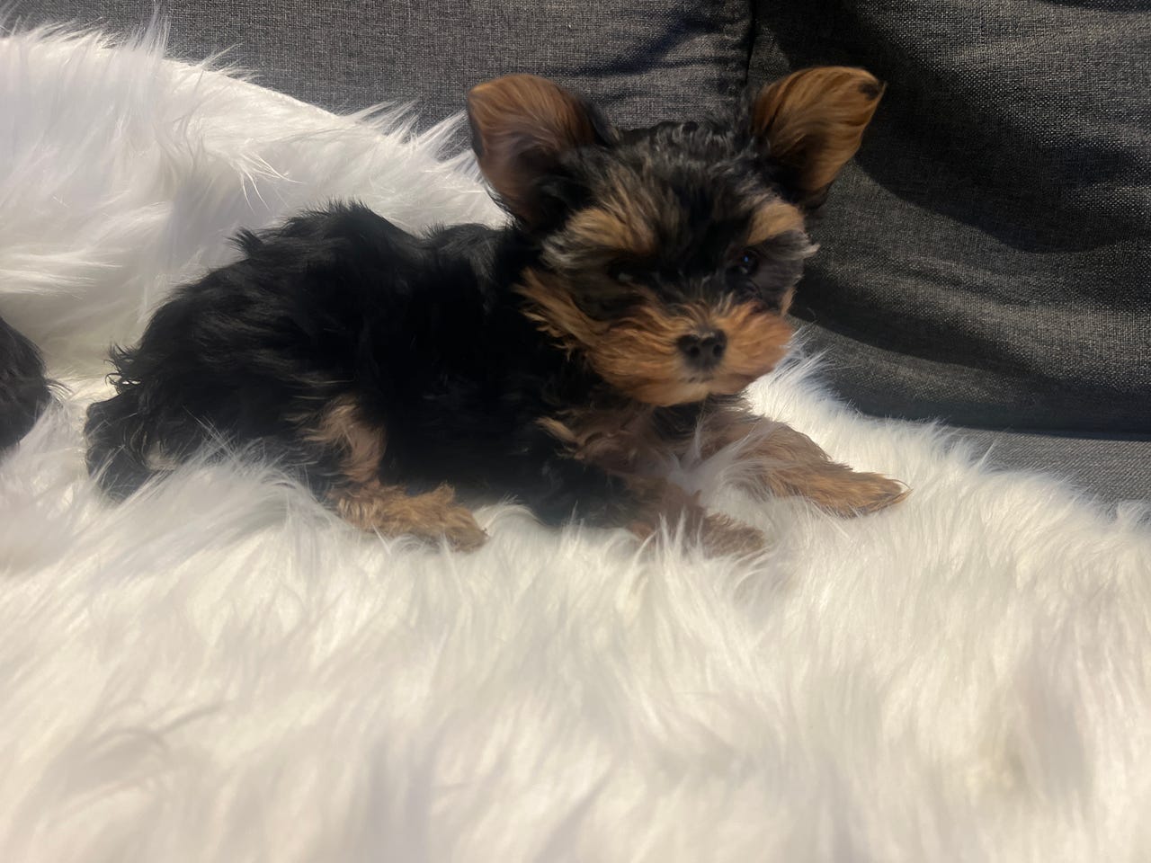 Yorkshire terrier