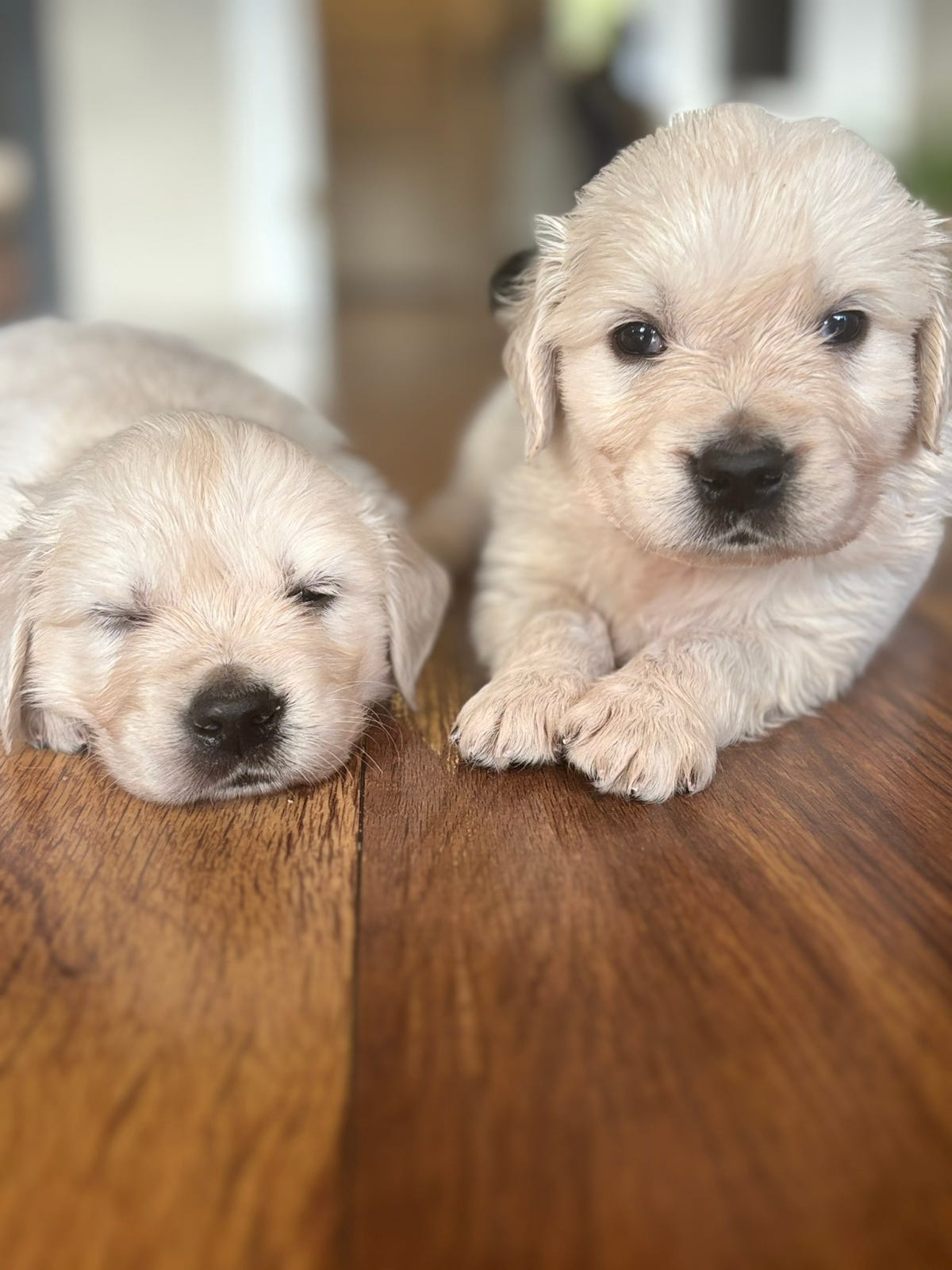 Golden retriever