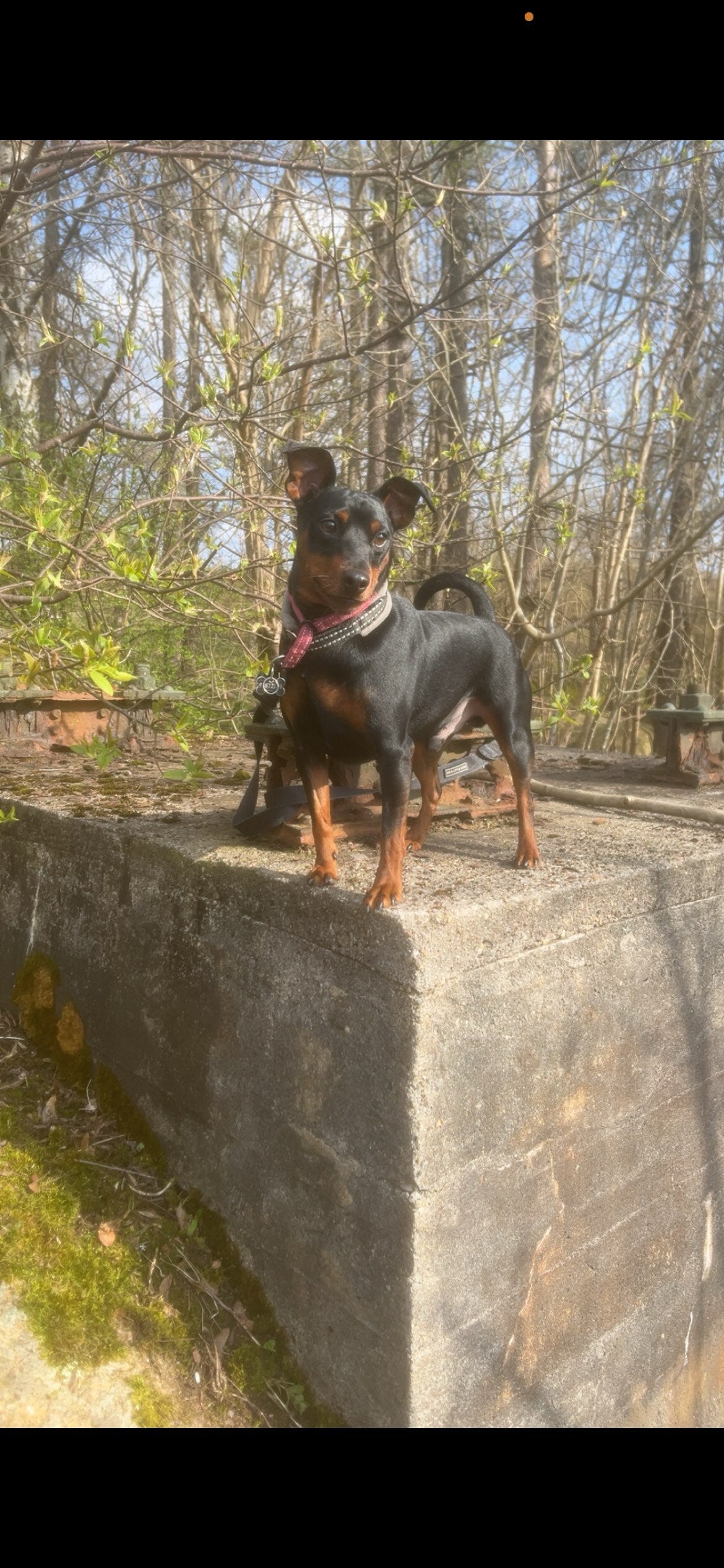 Dvergpinscher