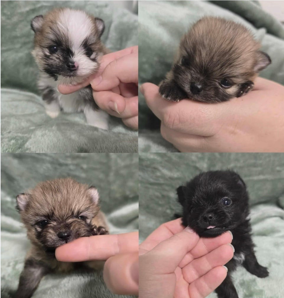 Pomeranian