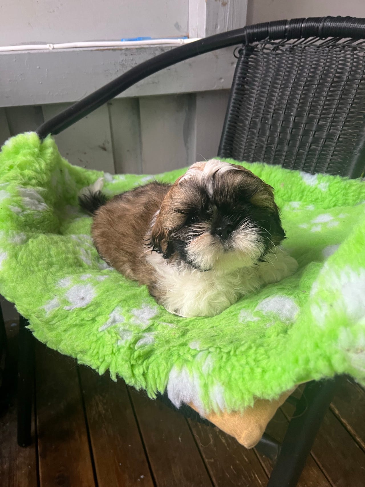 Shih tzu