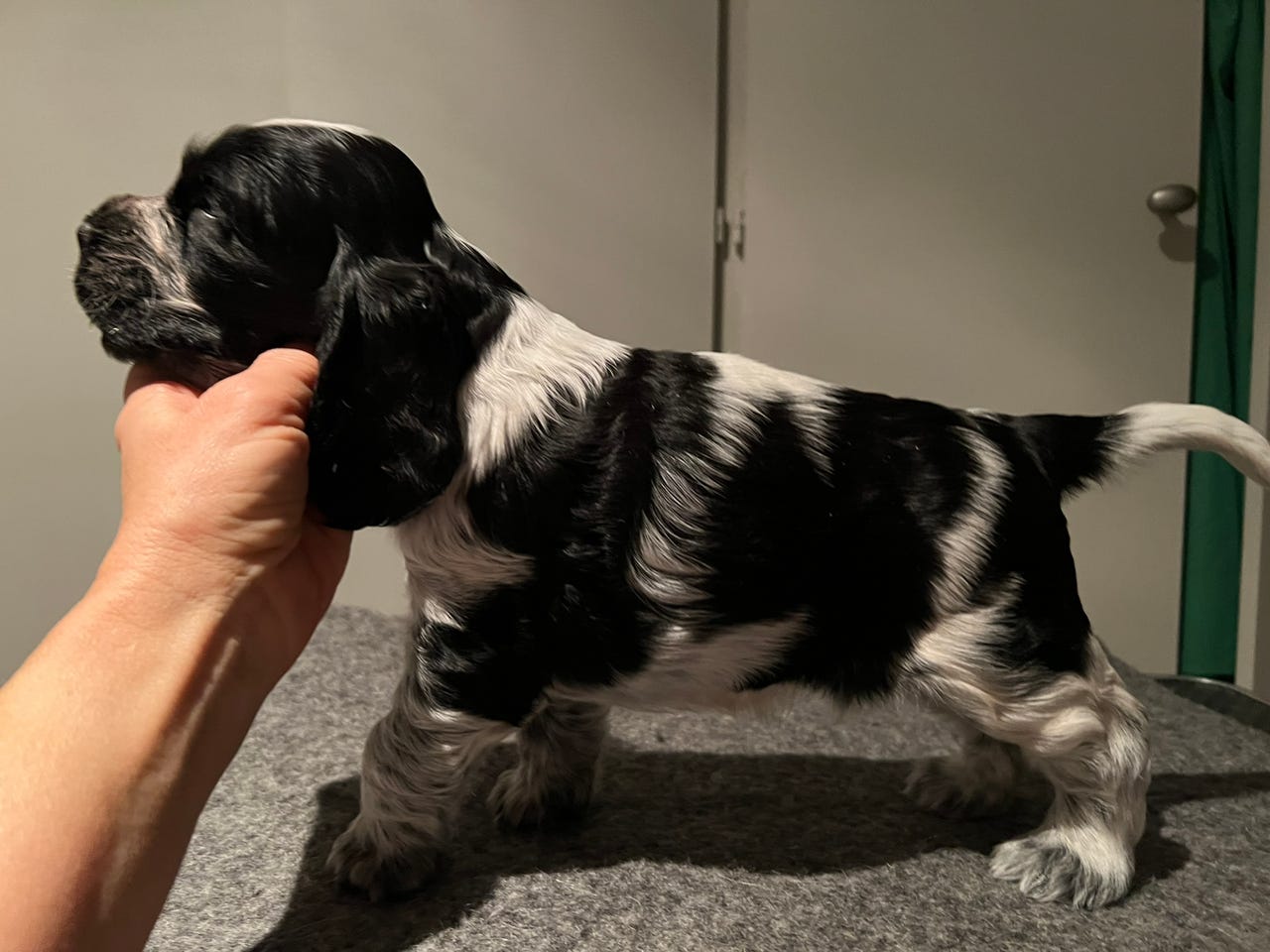 Cocker spaniel