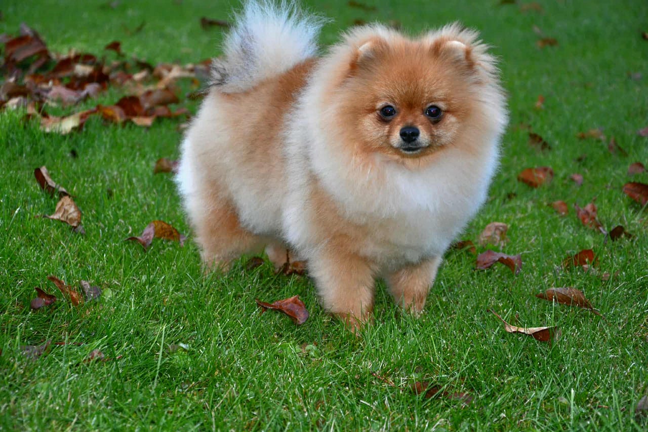 Pomeranian