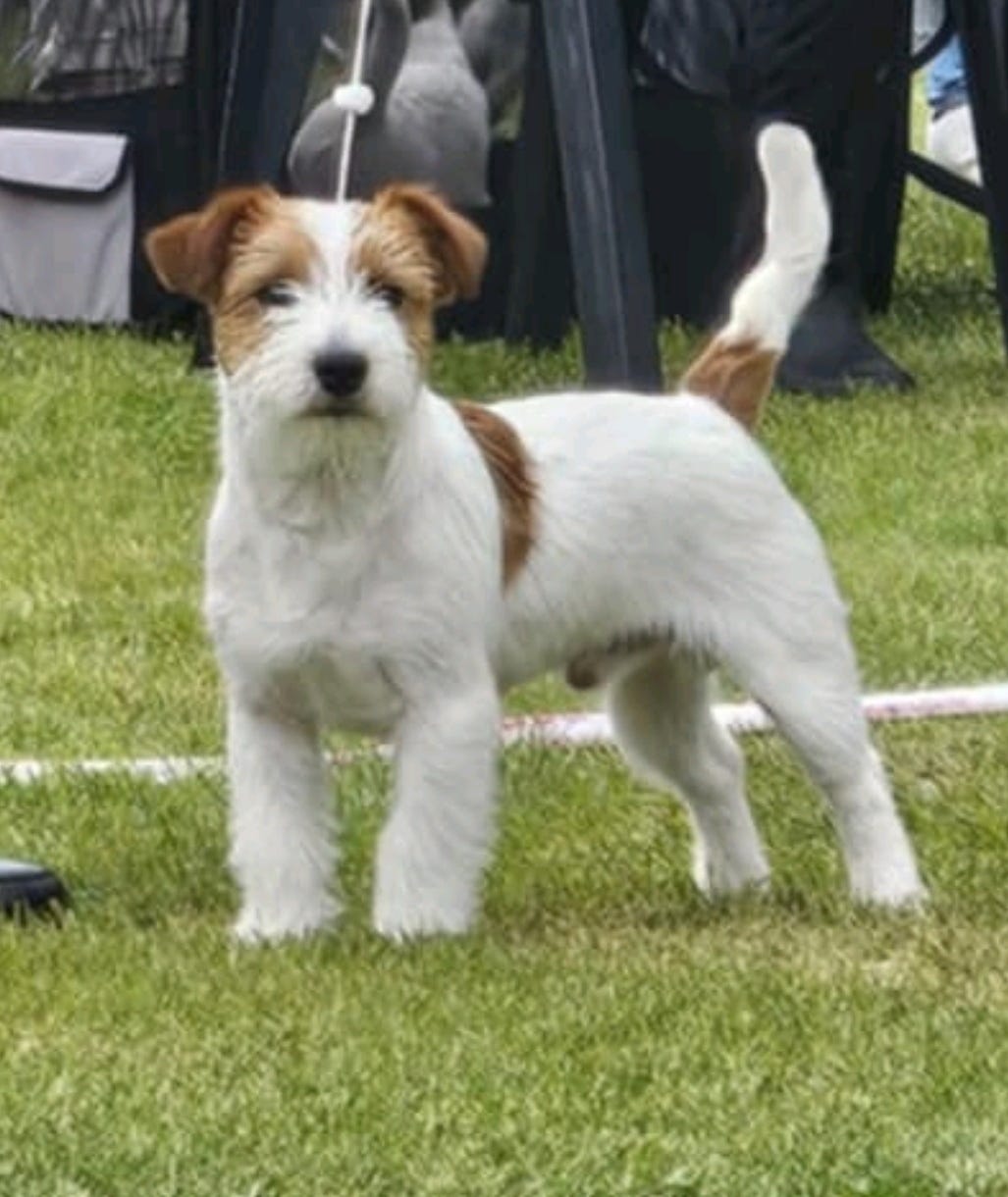 Jack russell terrier