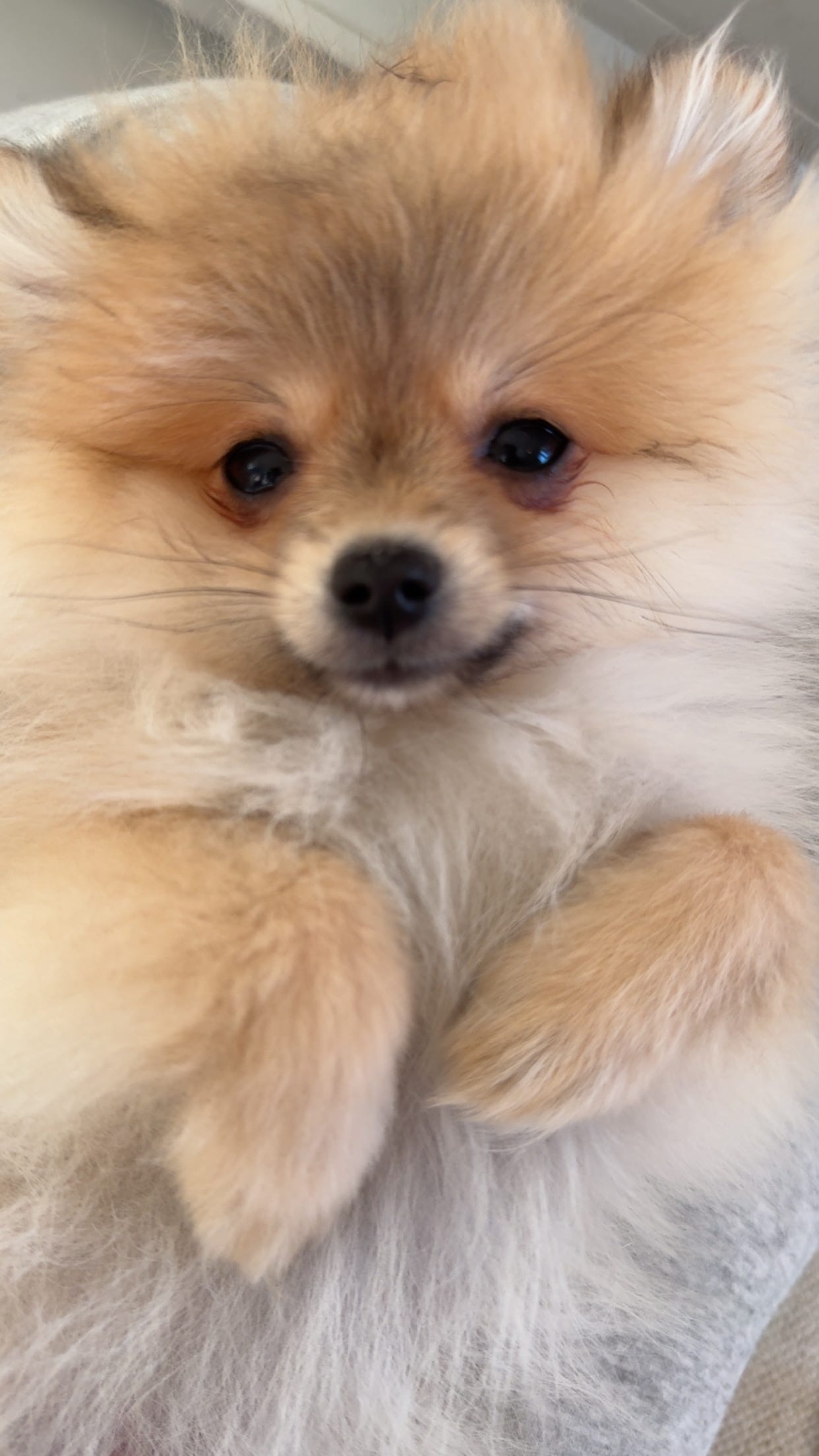 Pomeranian