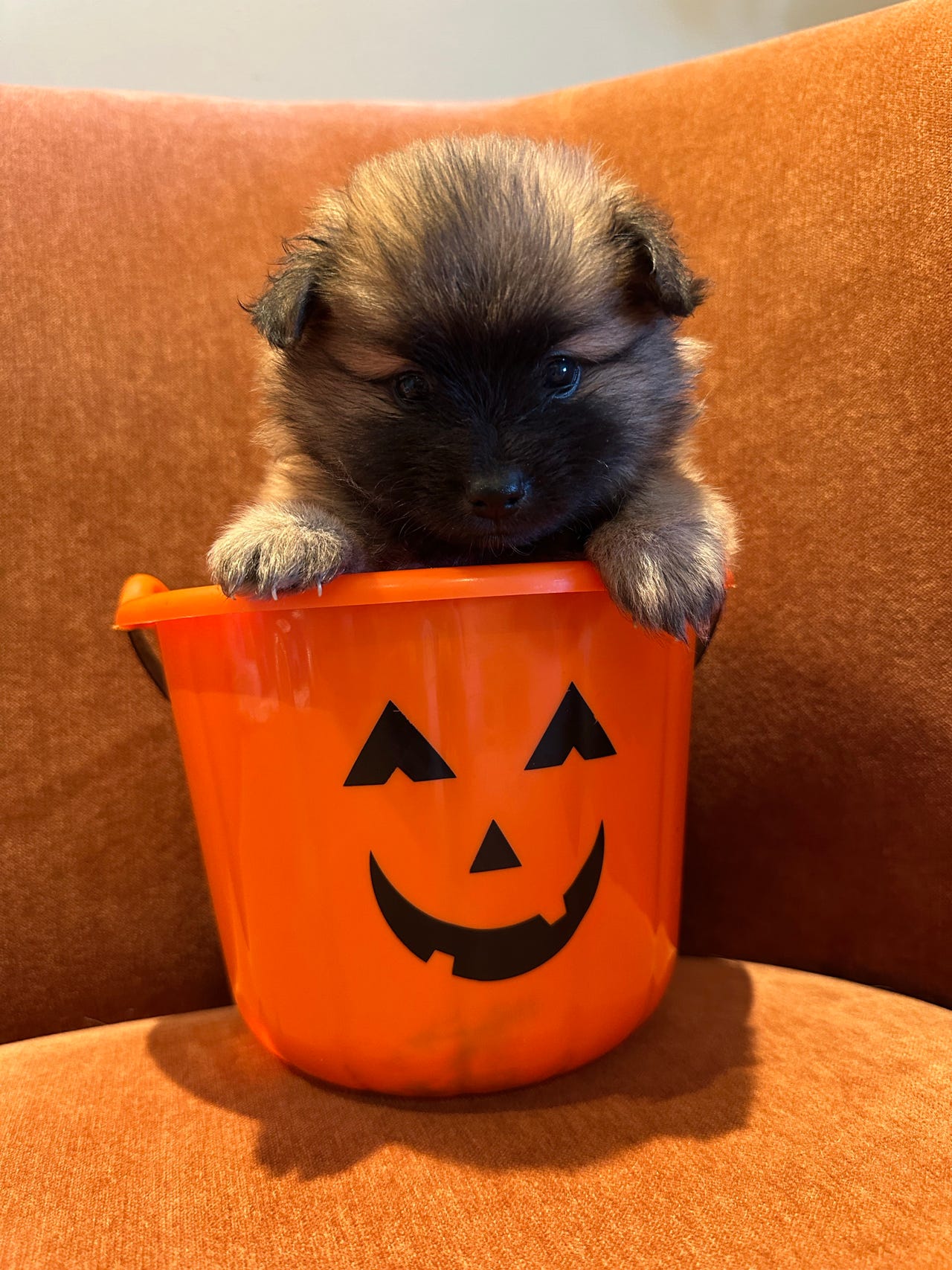 Pomeranian
