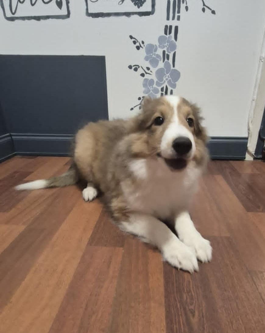 Shetland sheepdog