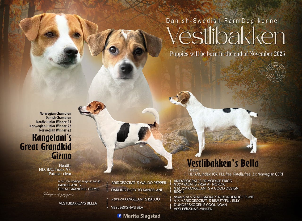 Dansk-svensk gårdshund