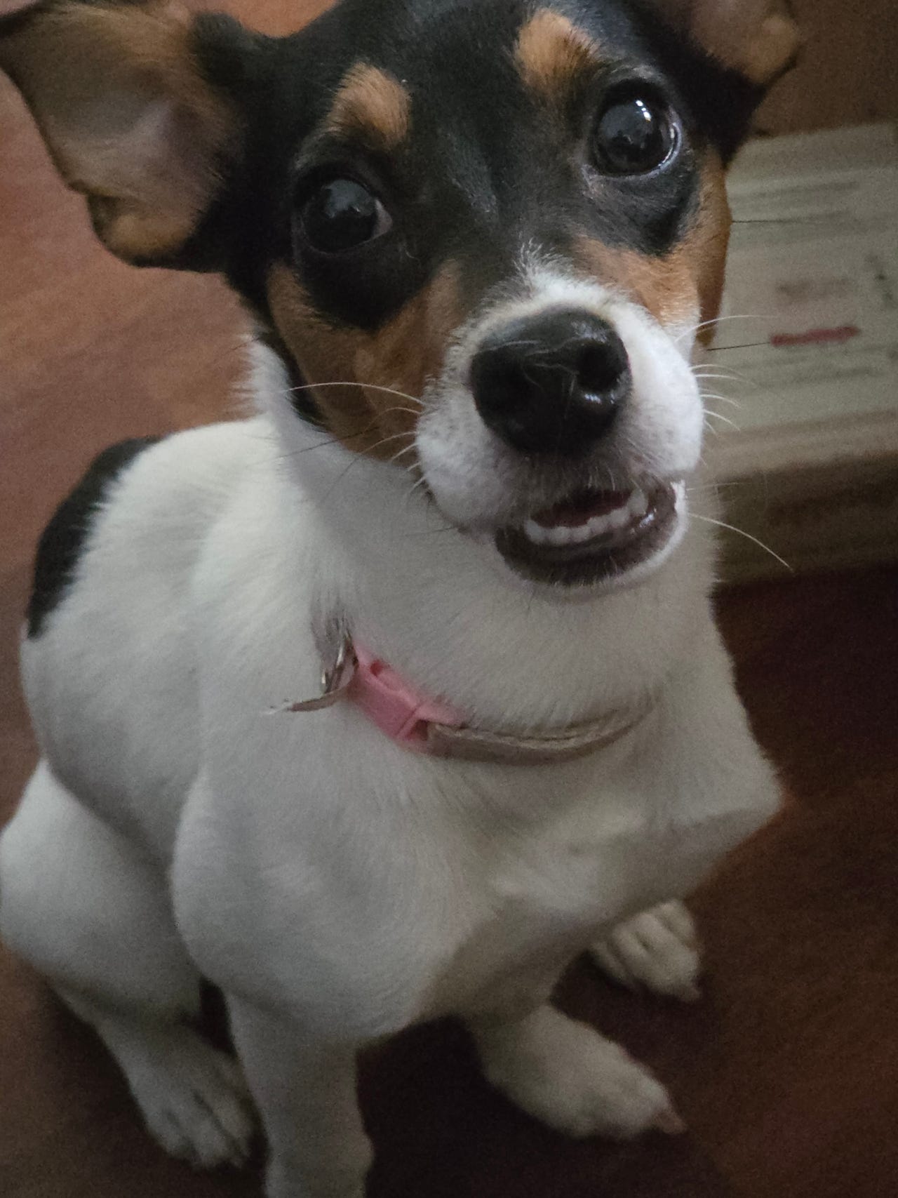 Jack russell terrier