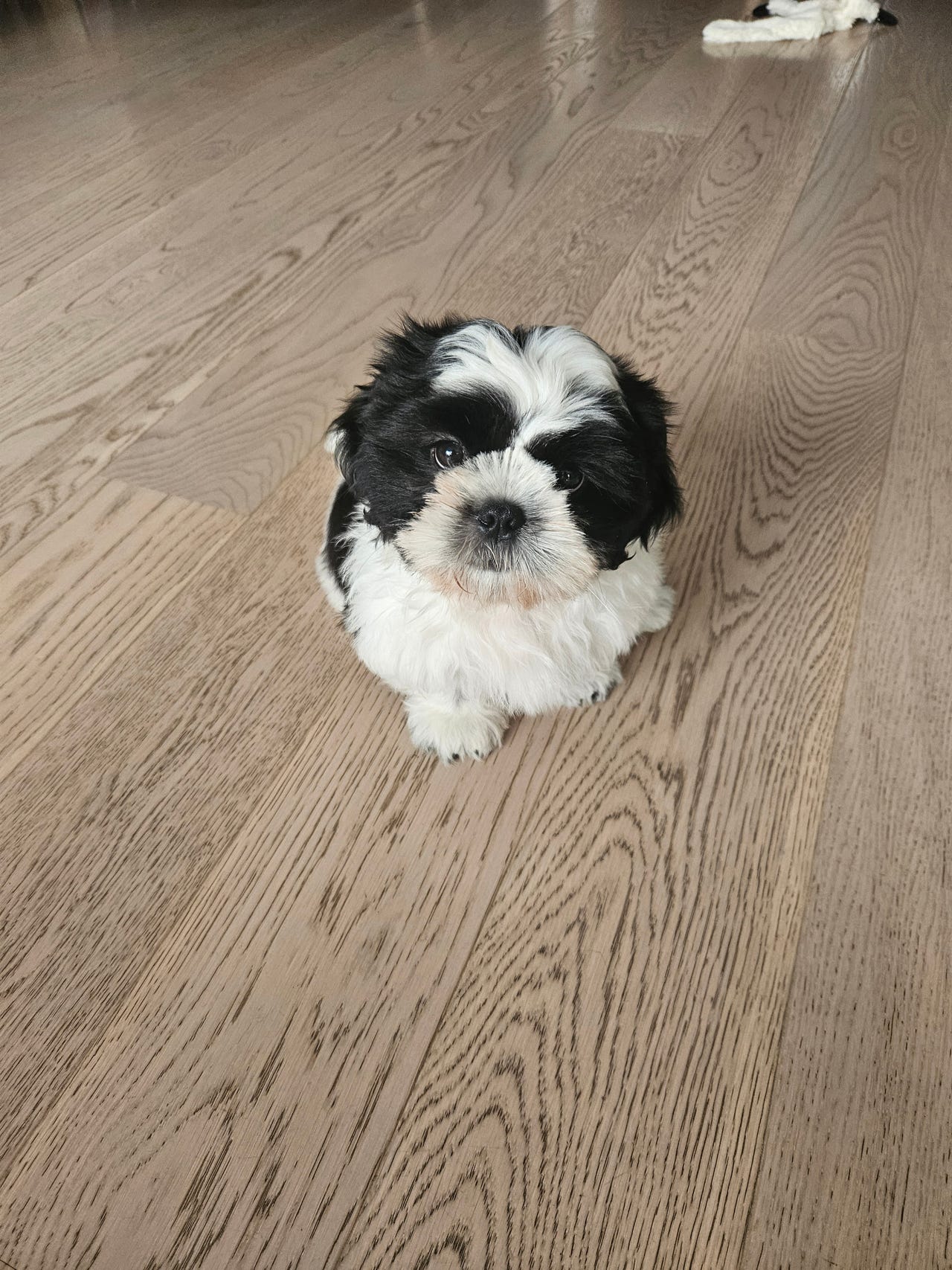 Shih tzu