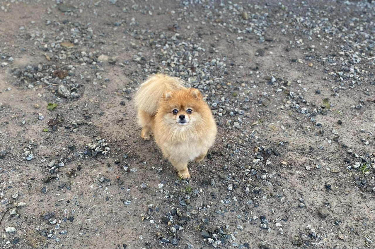 Pomeranian