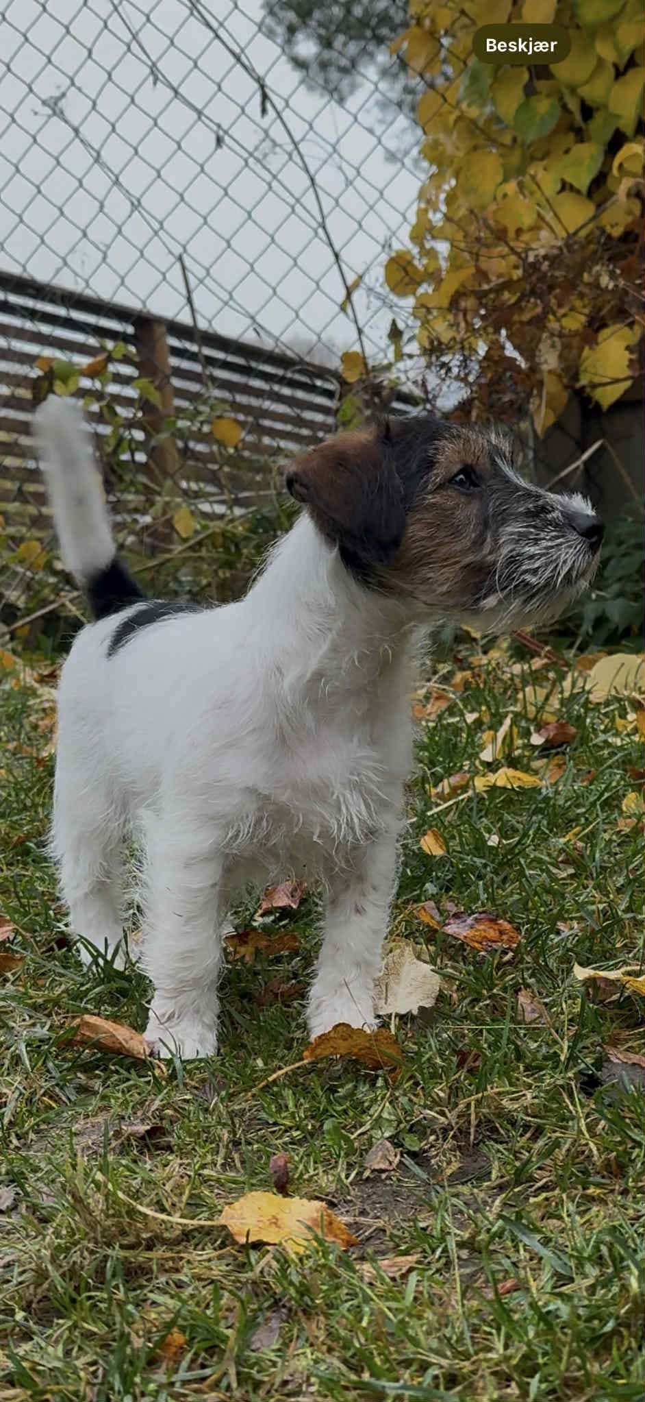 Jack russell terrier