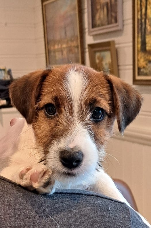 Jack russell terrier