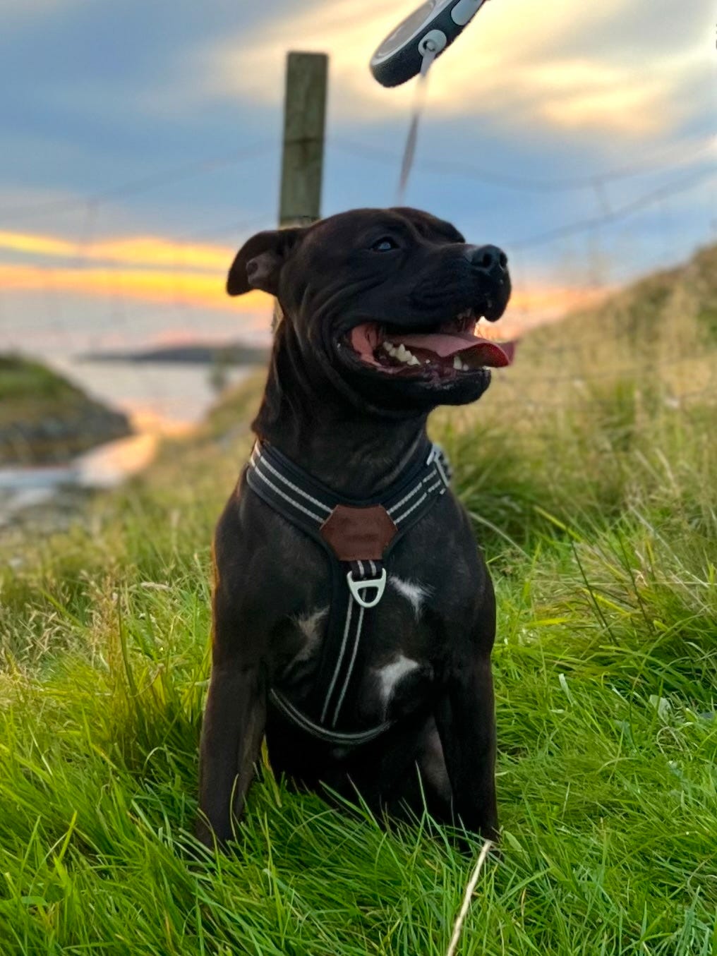 Staffordshire bull terrier