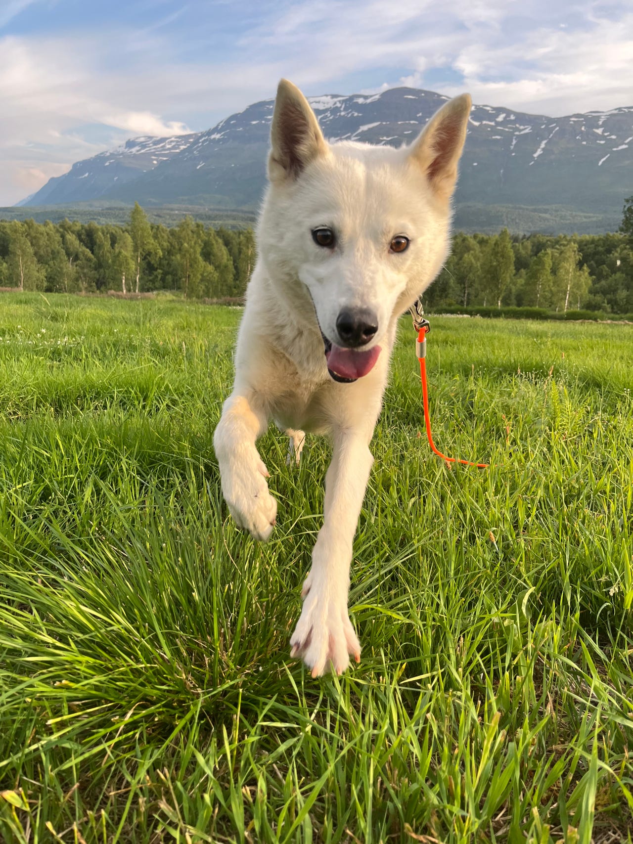 Siberian husky