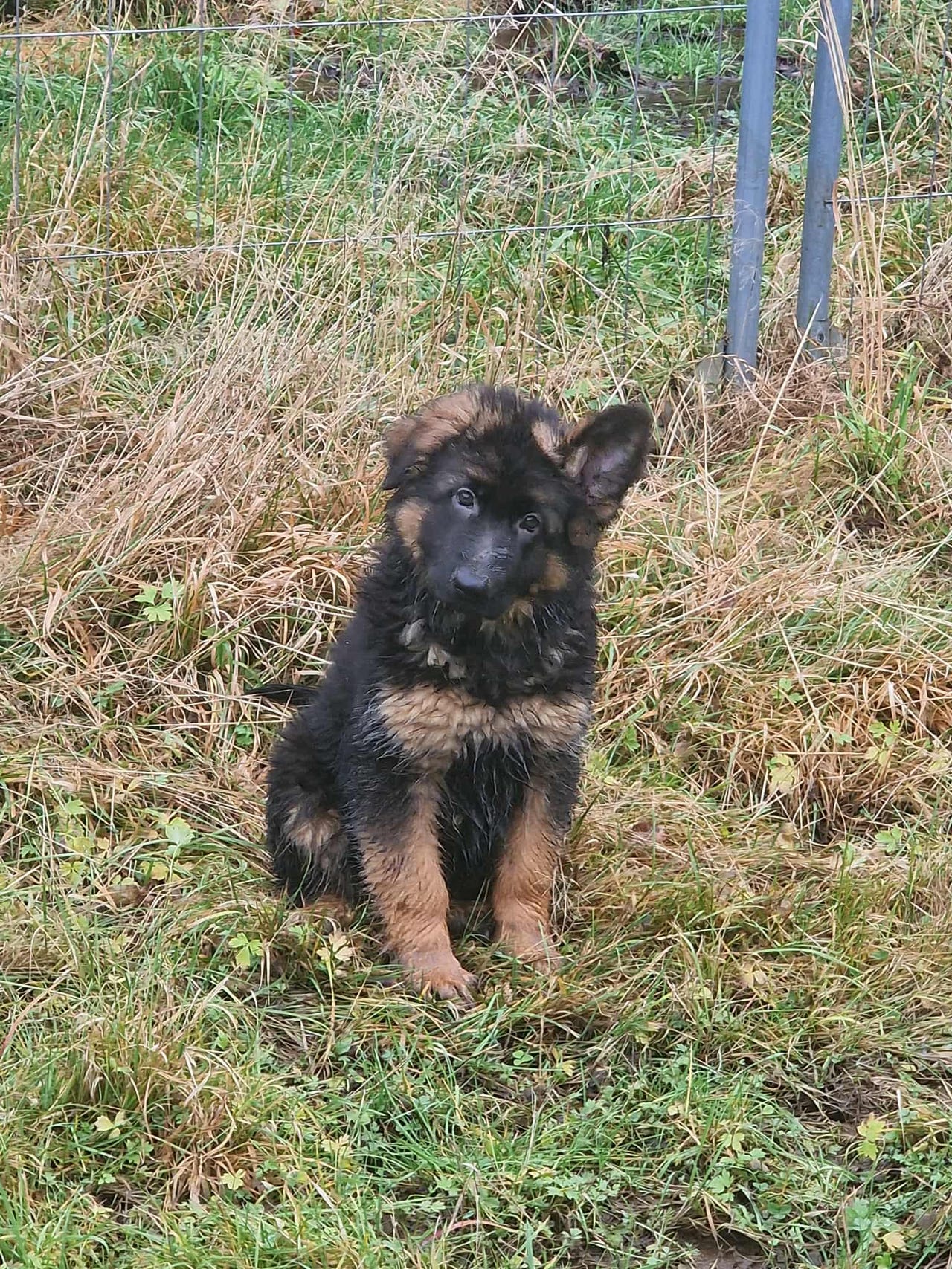 Schäferhund langhår