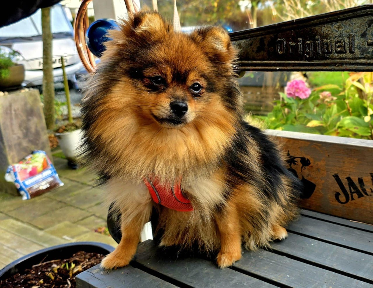 Pomeranian