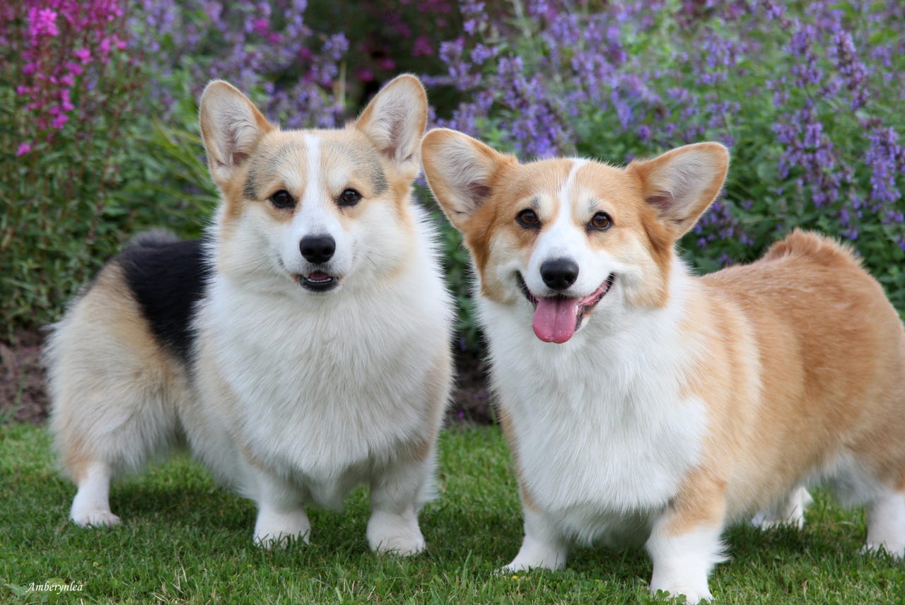 Welsh corgi pembroke