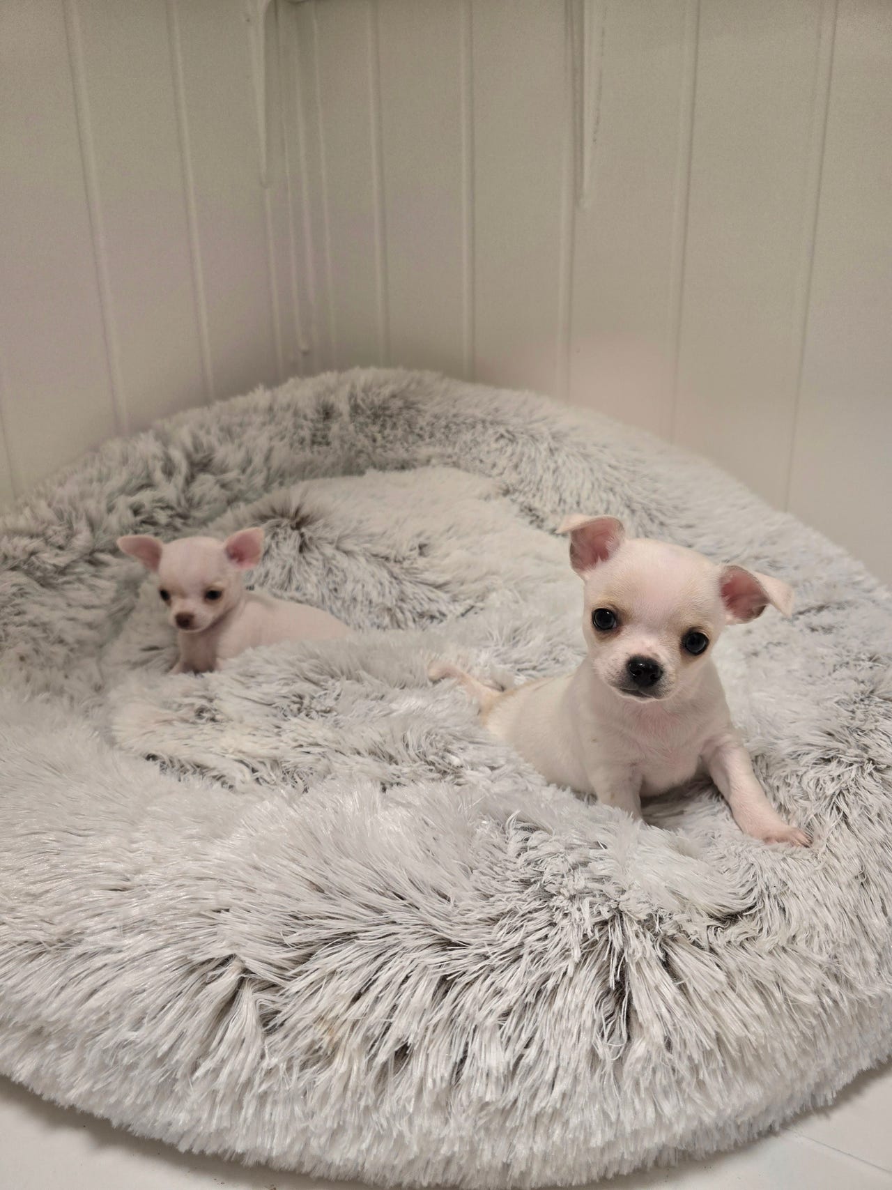 Chihuahua korthåret