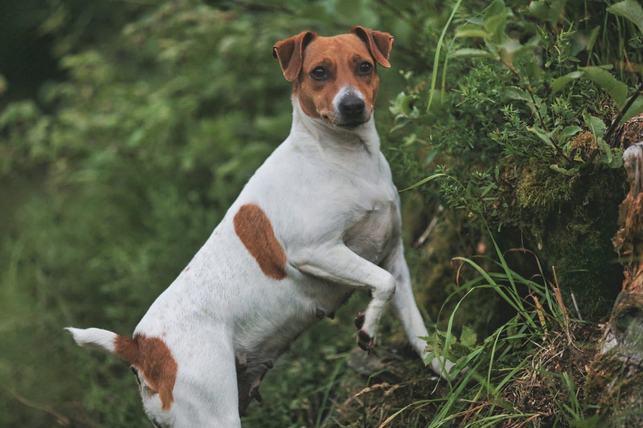 Dansk-svensk gårdshund