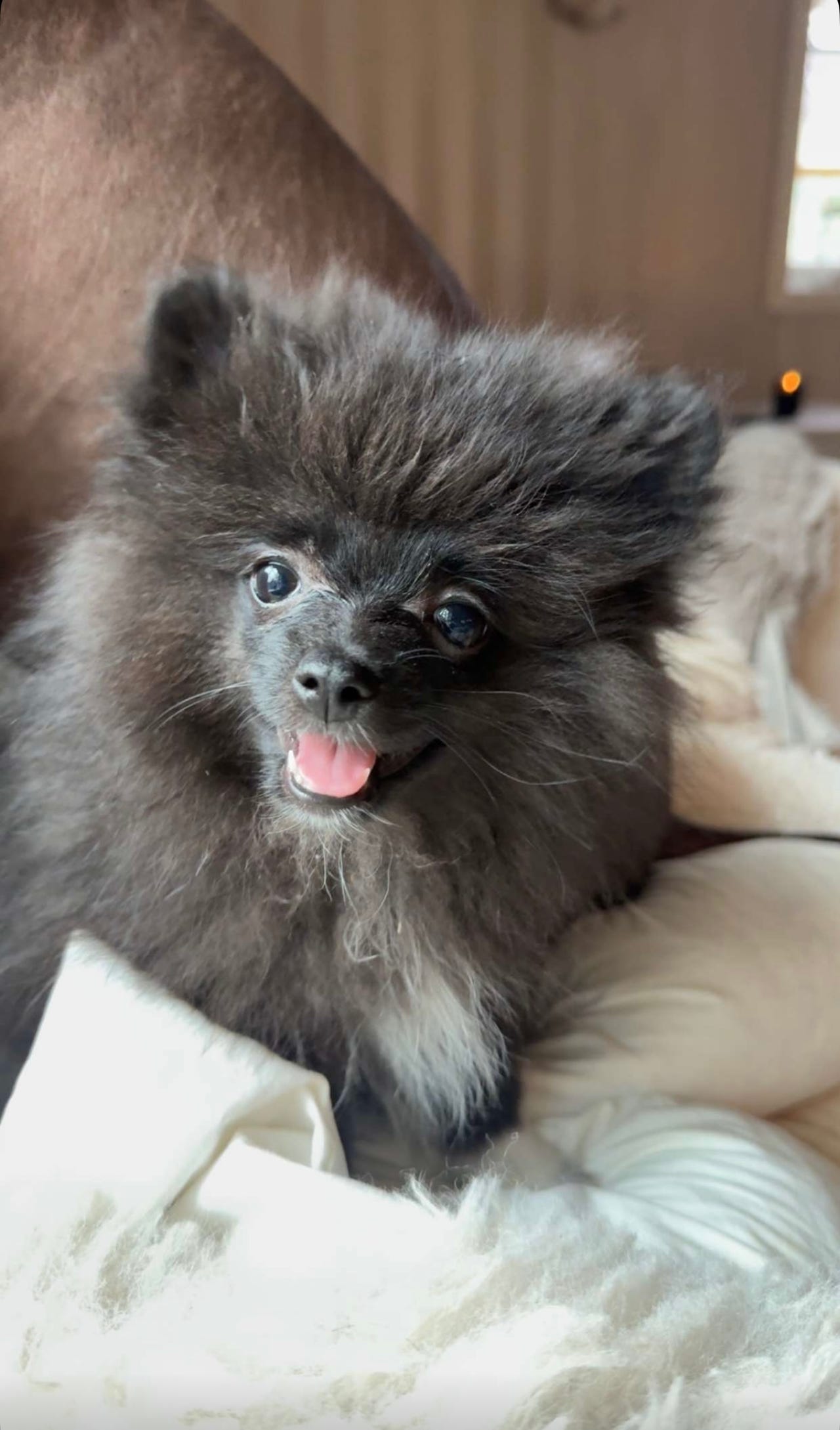 Pomeranian