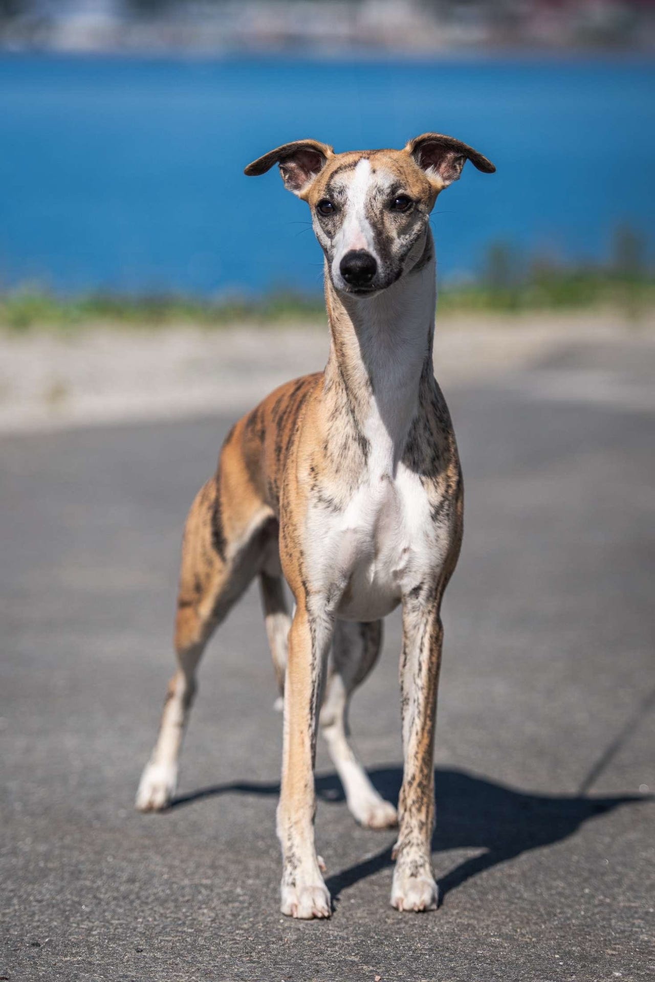 Whippet