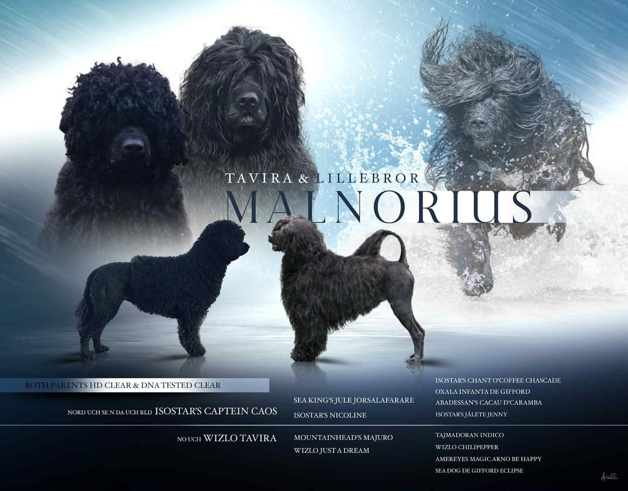 Portugisisk vannhund