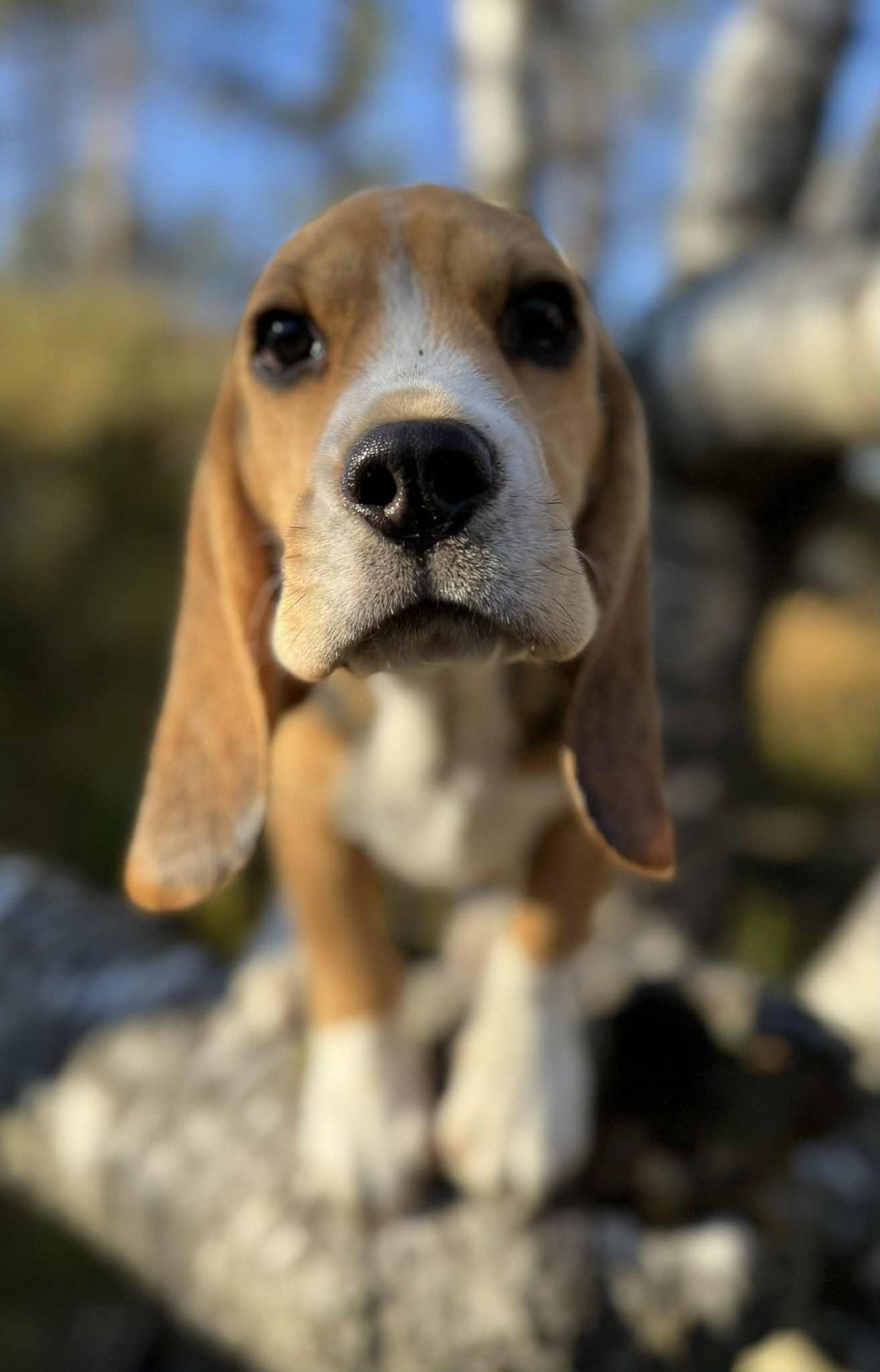 Beagle