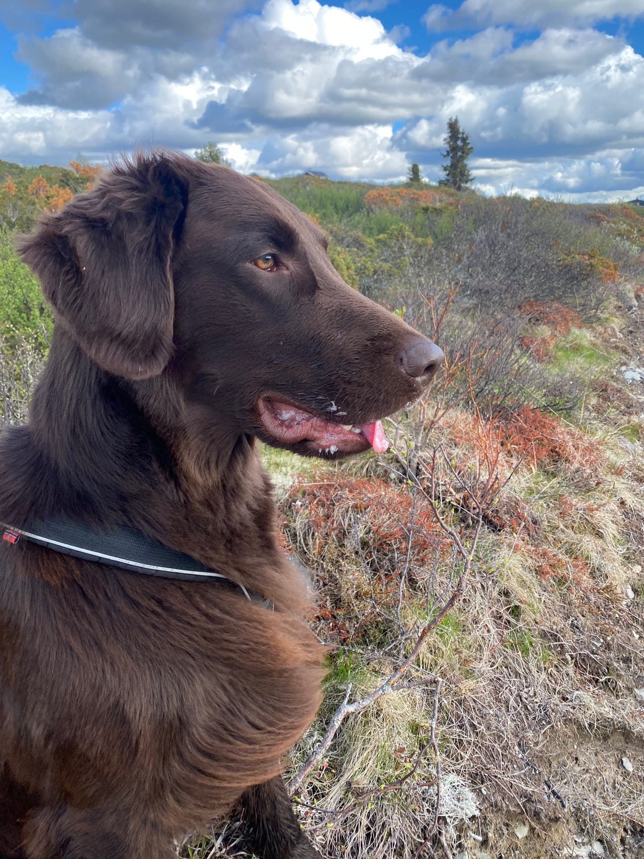 Flat coated retriever