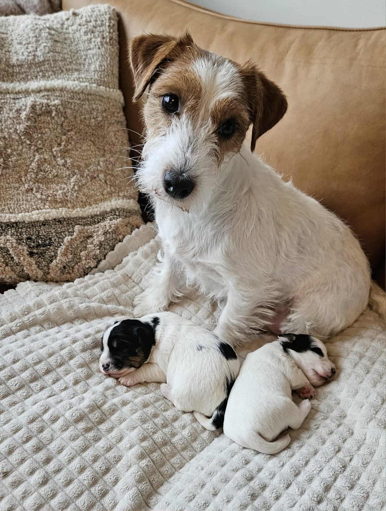 Jack russell terrier