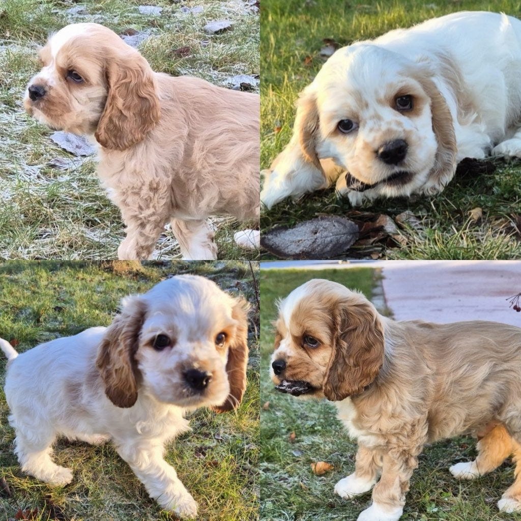 Amerikansk cocker spaniel