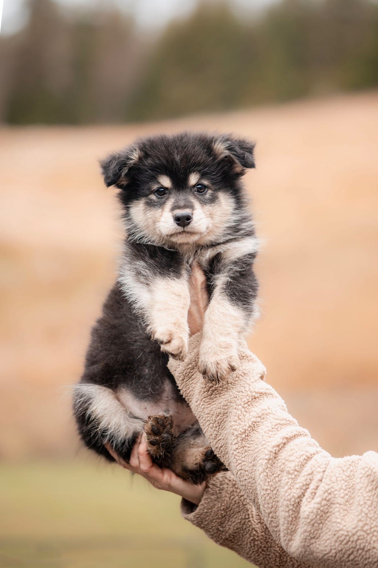 Finsk lapphund