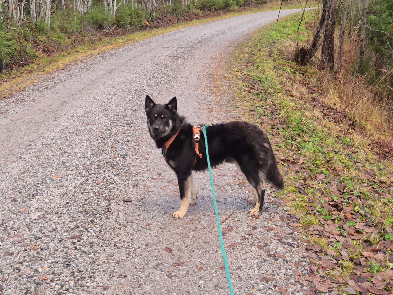 Lapsk vallhund