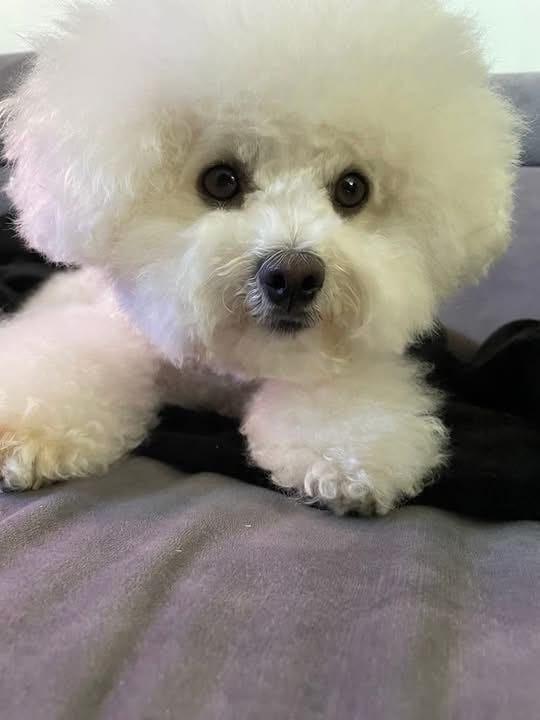 Bichon frisé