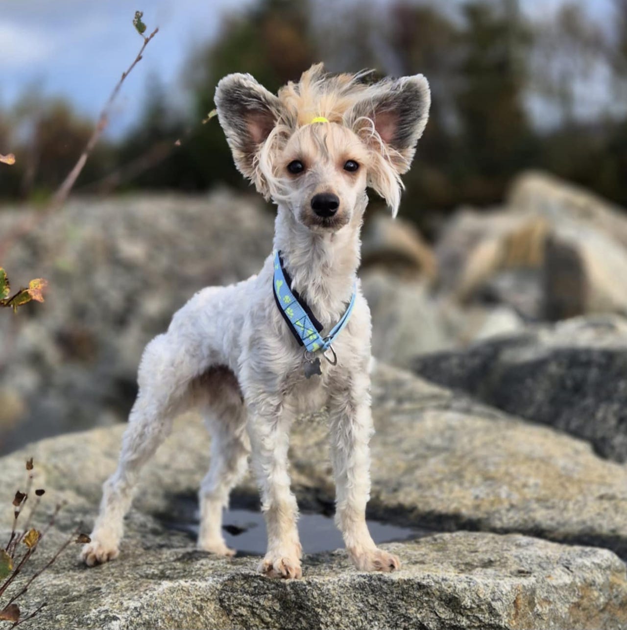 Chinese crested powderpuff