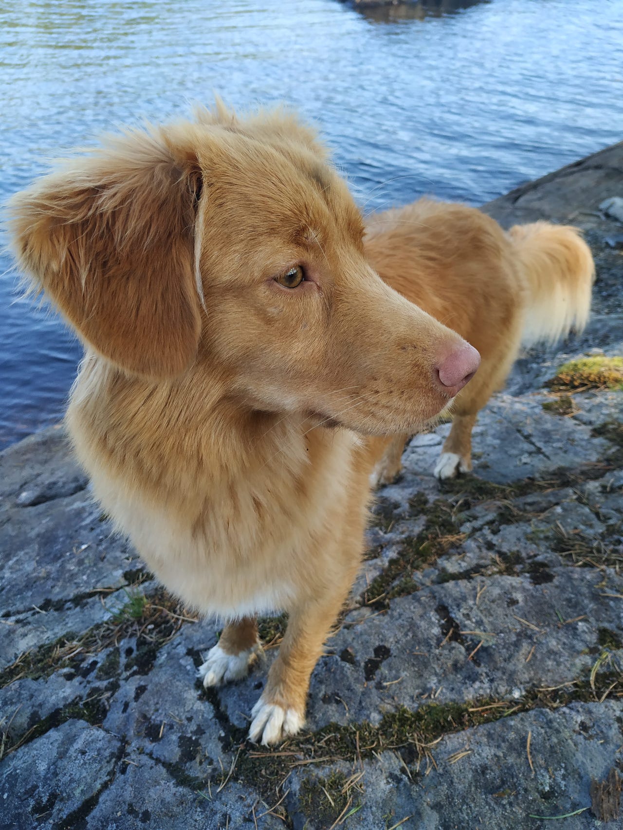 Nova scotia duck tolling retriever