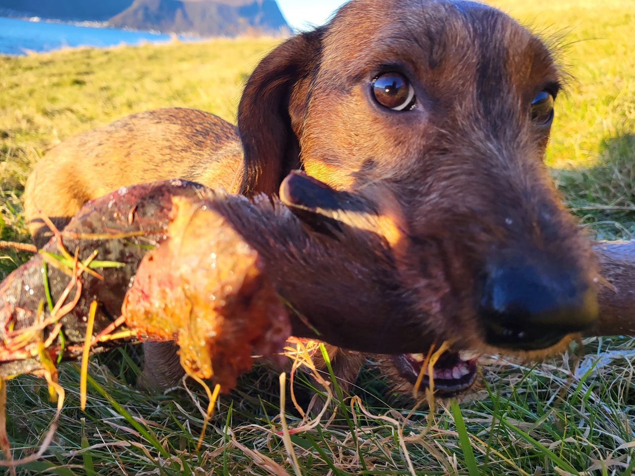 Dachshund strihåret
