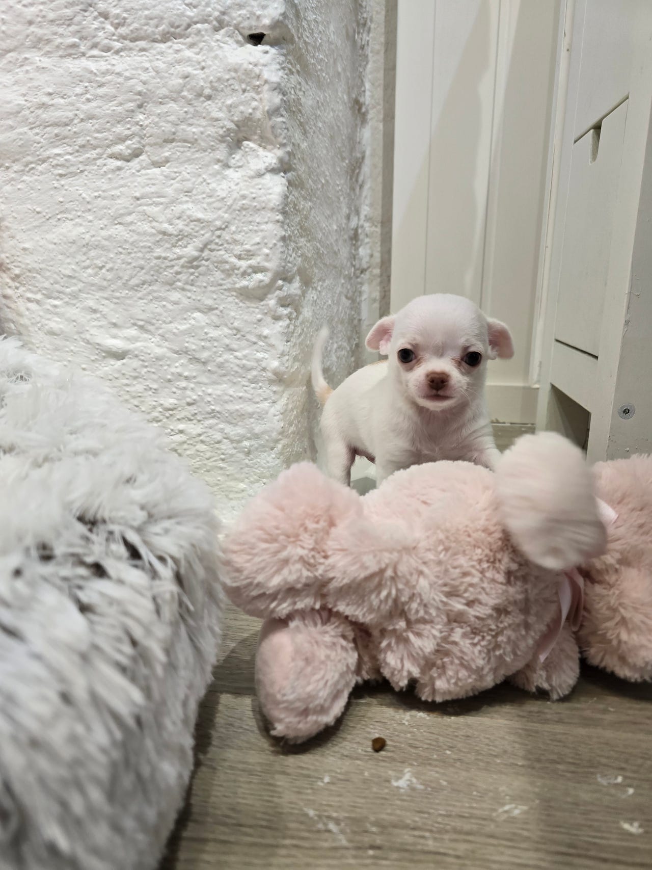 Chihuahua korthåret