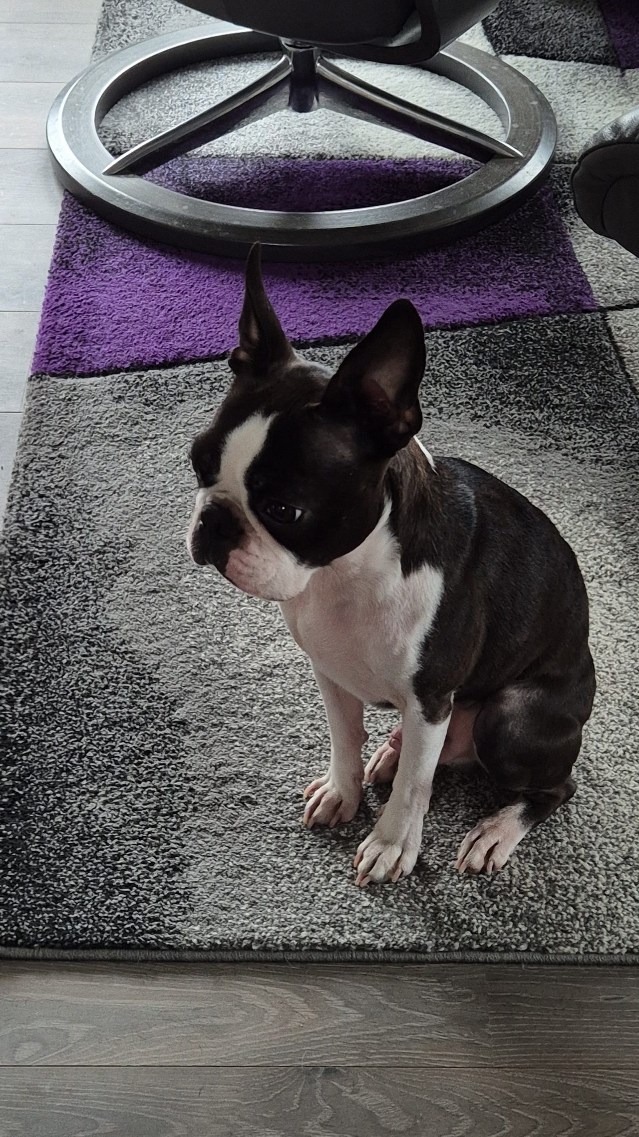Boston terrier